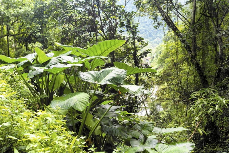 Alokazja amazońska (Alocasia amazonica) Alokazja amazońska (Alocasia amazonica)