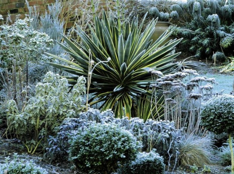 Juka karolińska 'Bright Edge' Border in winter with Yucca and Sedum seedheadsSLOWA KLUCZOWE:Backstein Backsteine Beet Bltter Box Buxus Dornen Eis Euphorbia Euphorbie Euphorbien Fette Henne Fetthenne Frost Fruchtstand Fruchtstnde Laub Mauer Perennial Raureif Stachel Standard Staude Strauch Wand Winter Wolfsmilch Yucca Ziegel Ziegelstein Ziegelsteine dornenartig eingefroren eisig frostig gefroren immergrn