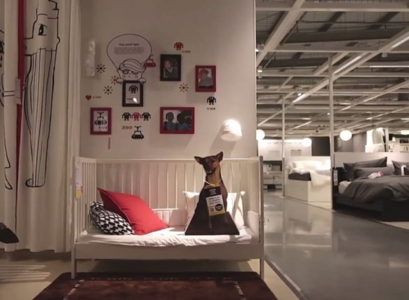 Akcja IKEA mająca na celu znaleźć zwierzętom nowy dom ikea, akcja, psy, akcja charytatywna