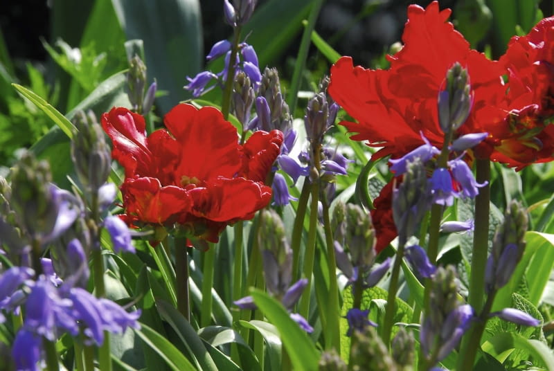 tulipany papuzie 'rococo' tulipany papuzie 'rococo'