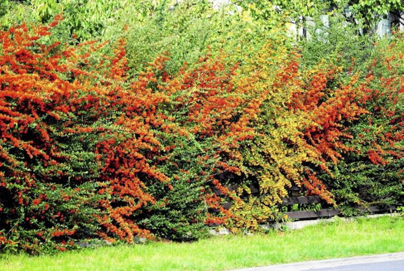 KRZEW OWOCE OGNIK PYRACANTHA COCCINEA ZYWOPLOT FOT. LILIANNA SOKOLOWSKA PUBLIKACJA KWIETNIK NR 10 (166) - 10 2008 PUBLIKACJA LADNY DOM NR 9 (143) - 9 2010 SLOWA KLUCZOWE: ROSLINY OWOCE ZDJĘCIE DO WKŁADKI: PUBLIKACJA KWIETNIK NR 10 (166) - CZASOPISMA