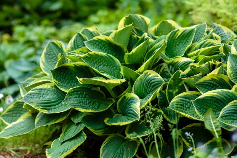 Funkia (Hosta) Funkia