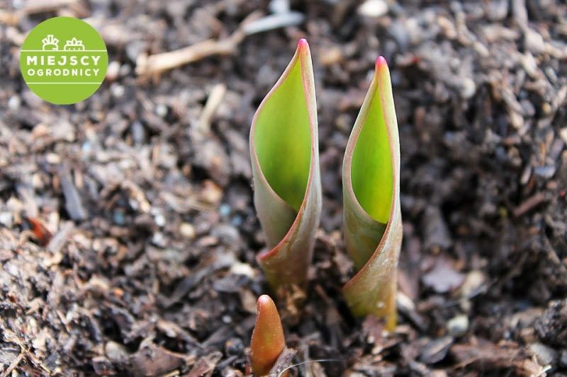 Wzrastające tulipany Wzrastające tulipany