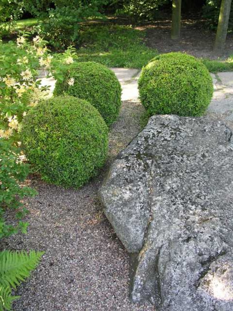 Bukszpan wieczniezielony (Buxus sempervirens) Bukszpan wieczniezielony (Buxus sempervirens)