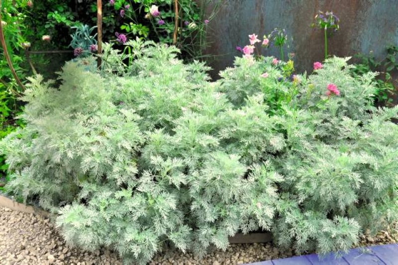 Bylica Schmidta dorasta do wysokości 30 cm i tworzy rozłożyste kępy. Wymaga słonecznego stanowiska.