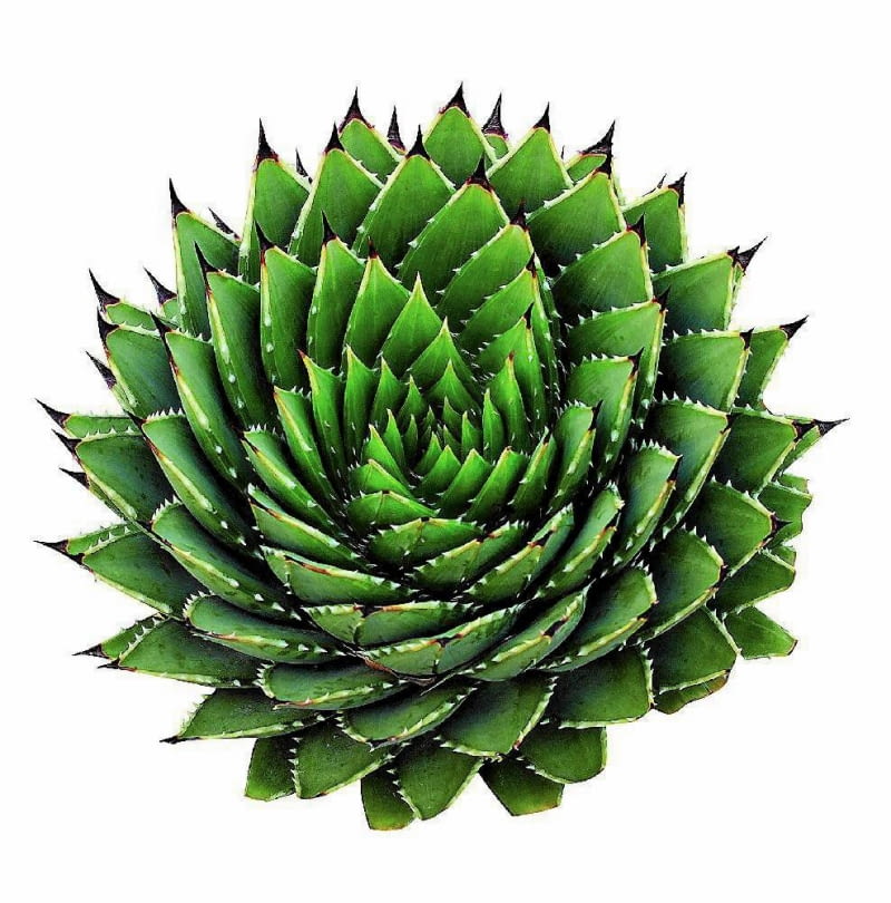 ALOE POLYPHYLLA uchodzi za perłę wśród aloesów. Rośnie bardzo powoli, a jego liście układają się w skręconą spiralnie, niską rozetę. Egzemplarz widoczny na zdjęciu jest wyjątkowo okazały, ma kilkanaście lat. ALOE POLYPHYLLA uchodzi za perłę wśród aloesów. Rośnie bardzo powoli, a jego liście układają się w skręconą spiralnie, niską rozetę. Egzemplarz widoczny na zdjęciu jest wyjątkowo okazały, ma kilkanaście lat.