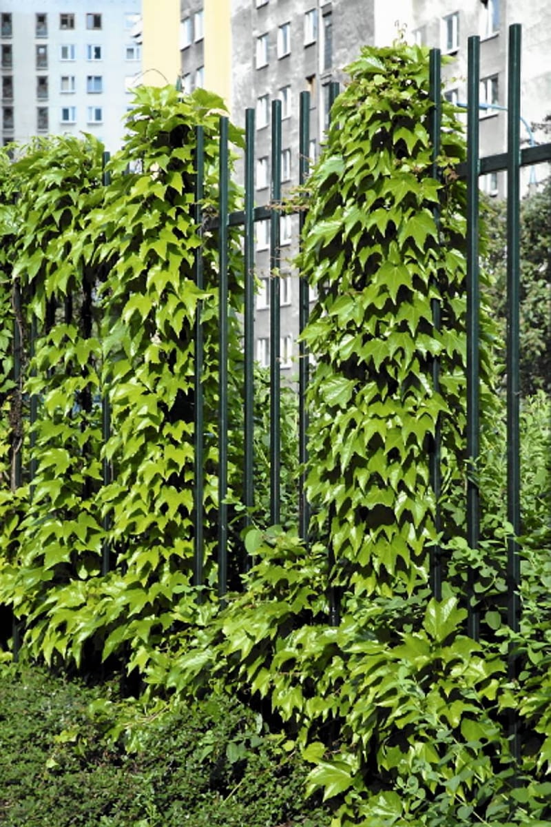 Dachówkowato ułożone liście winobluszczu trójklapowwego są idealną ochroną przed deszczem, wiatrem i słońcem