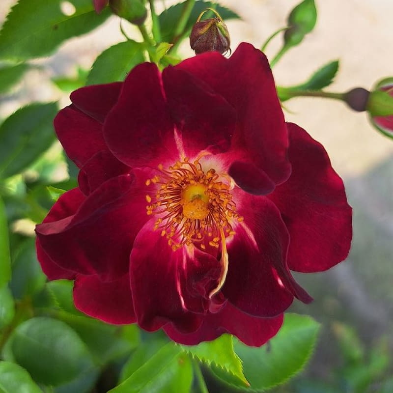 ‘Gotha 1250’ hod. Rosen Tantau 2025