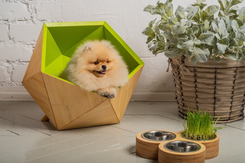 Eleganckie meble dla psów