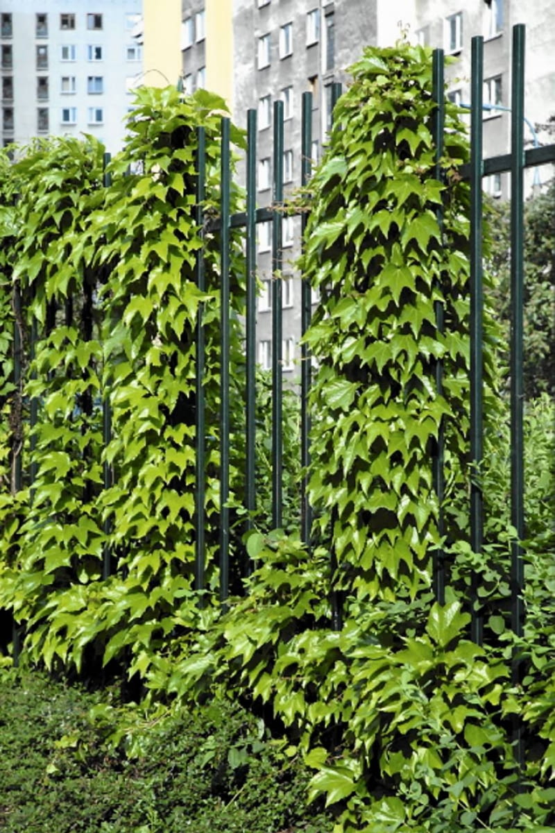 Encyklopedia roślin: Dachowkowato ulozone liscie winobluszczu trojklapo