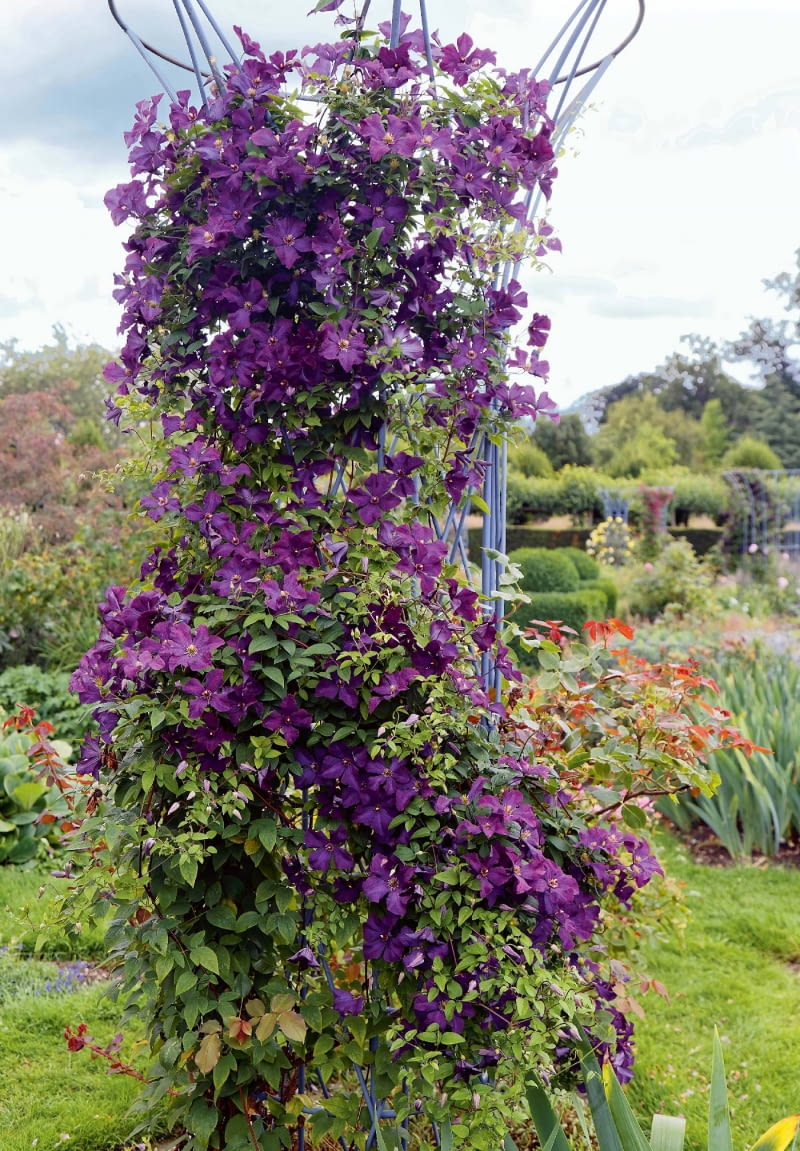 'Étoile Violette' z Grupy Viticella ma kwiaty o 4-6 płatkach i śr. 8 cm. Kwitnie: VI-IX, obficie VI-VII. Wspina się do 3 m, sprawdza się też jako roślina kobiercowa. Wymaga silnego cięcia. 'Étoile Violette' z Grupy Viticella ma kwiaty o 4-6 płatkach i śr. 8 cm. Kwitnie: VI-IX, obficie VI-VII. Wspina się do 3 m, sprawdza się też jako roślina kobiercowa. Wymaga silnego cięcia.