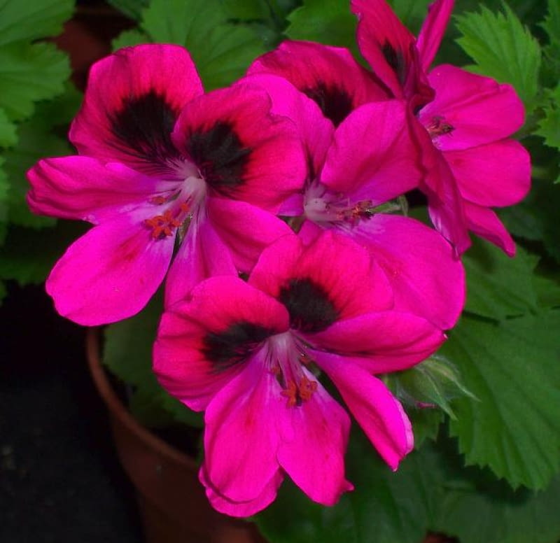 Pelargonia angielska (Pelargonium grandiflorum) 'Karl Offenstein' Pelargonia angielska (Pelargonium grandiflorum) 'Karl Offenstein'