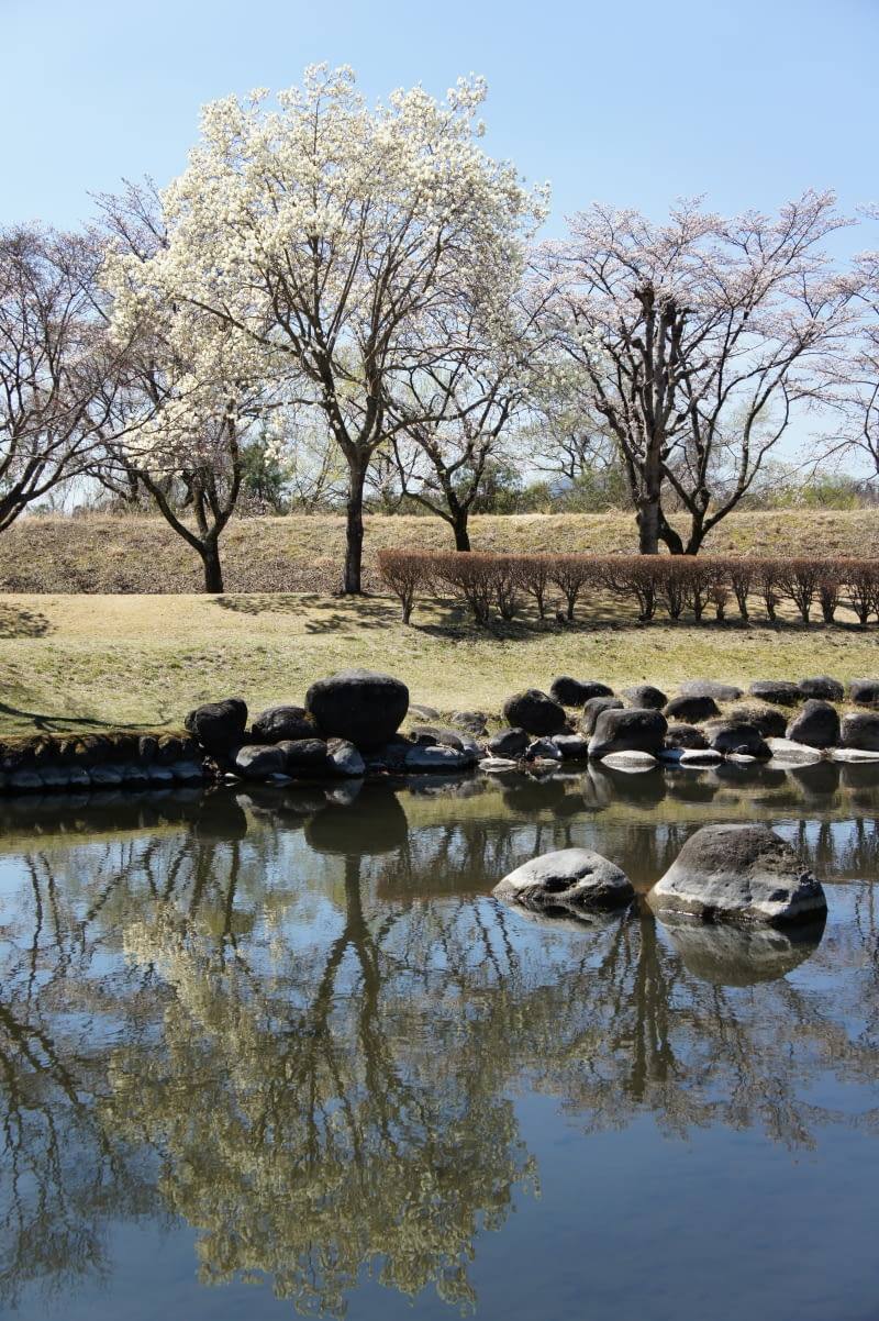 Kobushi magnolia w Japonii Kobushi magnolia w Japonii