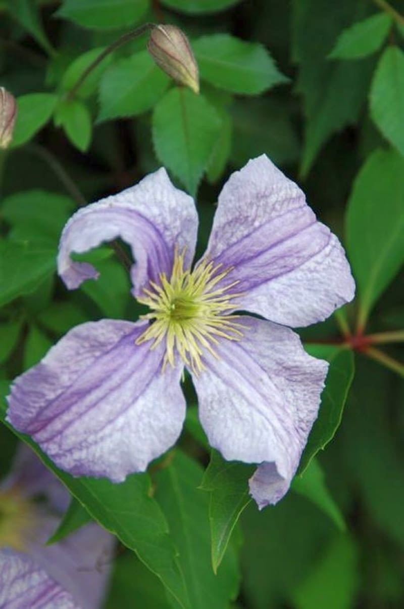 Clematis 'Błękitny Anioł' - powojnik