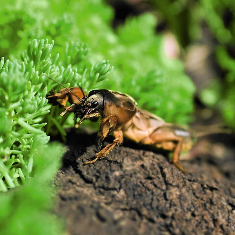 Turkuć podjadek jest dużym owadem. Jego ciało osiąga długość ok. 6 cm Turkuć podjadek jest dużym owadem. Jego ciało osiąga długość ok. 6 cm