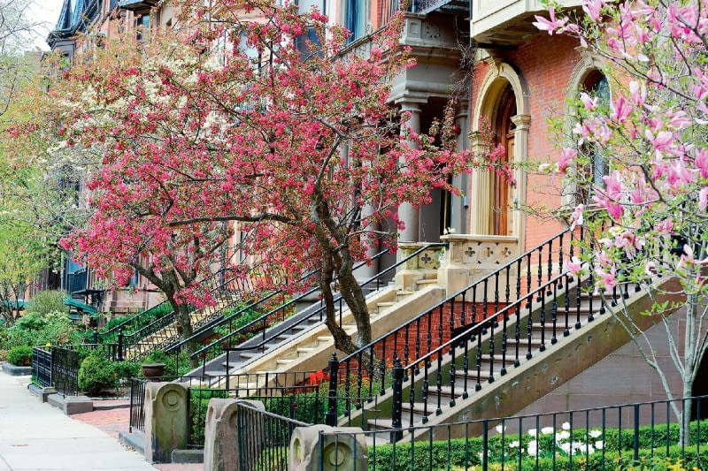 Boston, jedno z większych miast Stanów Zjednoczonych, wręcz tonie w zieleni. A za najbardziej eleganckie uchodzą dzielnice z ulicami obsadzonymi mnóstwem kwitnących drzew. Boston, jedno z większych miast Stanów Zjednoczonych, wręcz tonie w zieleni. A za najbardziej eleganckie uchodzą dzielnice z ulicami obsadzonymi mnóstwem kwitnących drzew.