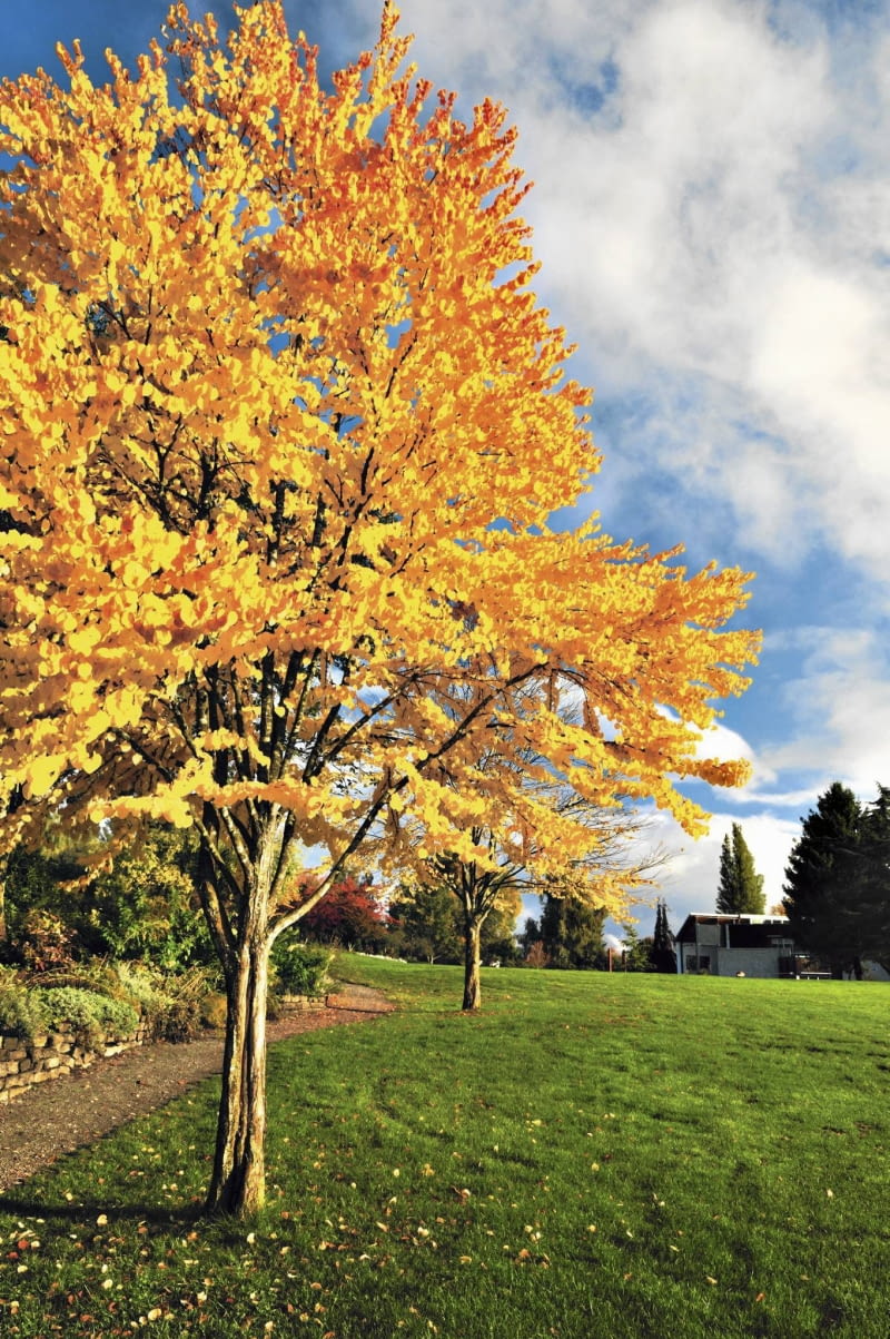 Grujeczniki słyną z pięknych jesiennych przebarwień liści na żółto, pomarańczowo, łososiowo lub czerwono. Grujeczniki słyną z pięknych jesiennych przebarwień liści na żółto, pomarańczowo, łososiowo lub czerwono.