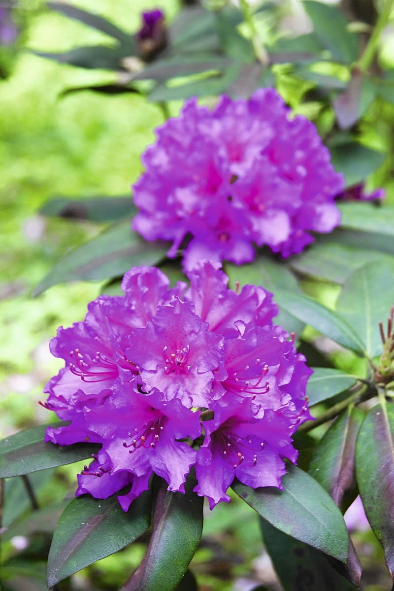 Aby różanecznik tak ładnie zakwitł, jego pąki muszą zdrowo przezimować.
