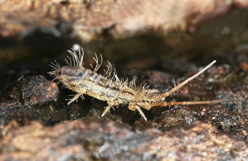 Skoczogonki bytują w ziemi, żywią się obumarłymi resztkami, ale czasem także niszczą korzenie i liście.