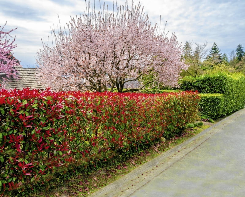 Pieris Pieris