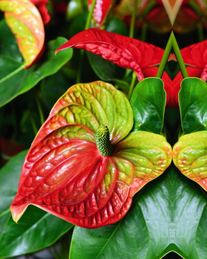 Anturium Andreego (Anthurium andreanum) Anturium Andreego (Anthurium andreanum)