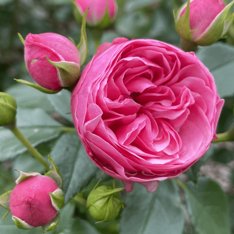 ‘The Matador®’ (Lise Nørgård) hodowczyni: Rosa Eskelund