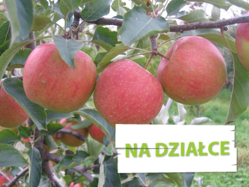 Jabłoń 'Sampion', inaczej 'Szampion' Jabłoń 'Sampion', inaczej 'Szampion'