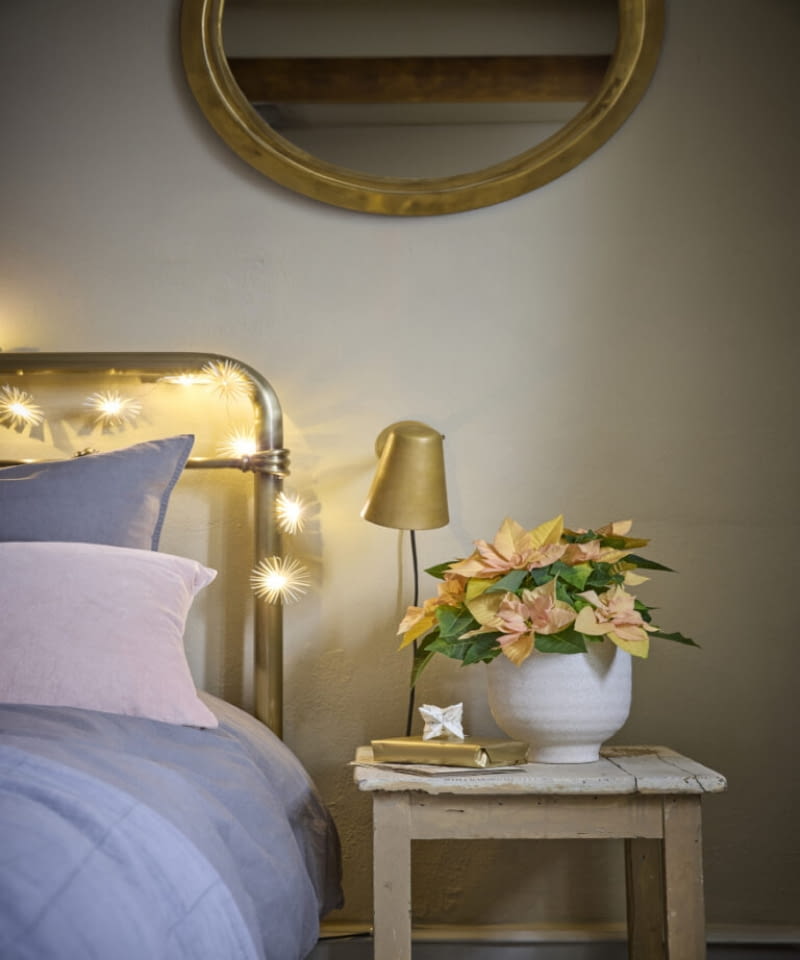 Poinsecje, ze swoimi delikatnymi kolorami i subtelnym pięknem, tworzą właśnie taką kojącą atmosferę i tworzą wyjątkowo przytulny klimat do najintymniejszych zakątków domu. Poinsecje, ze swoimi delikatnymi kolorami i subtelnym pięknem, tworzą właśnie taką kojącą atmosferę i tworzą wyjątkowo przytulny klimat do najintymniejszych zakątków domu.