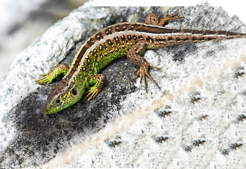 Lacerta agilis Lacerta agilis