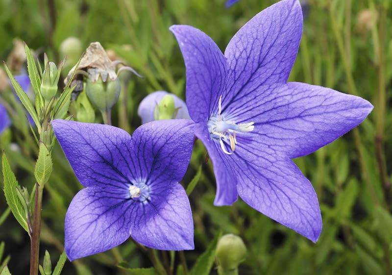 Rozwar, tworzący latem dzwonkowate kwiaty, ma grube proste korzenie, z których można pobierać sadzonki.