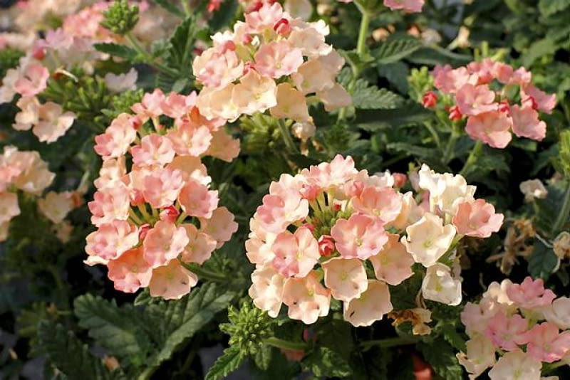 Werbena 'Peach Blossom' Odmiana 'Peach Blossom' nowości kwiatowe, kwiaty na balkon,