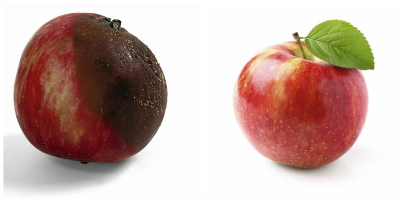 Brunatna zgnilizna drzew ziarnkowych najpierw objawia się w postaci małej plamki na owocu. Jednak w szybkim tempie grzyb atakuje całe jabłko lub gruszkę.