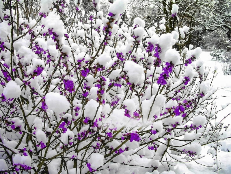 wawrzynek KRZEW - WAWRZYNEK WILCZELYKO , KWIATY FOT. TOMASZ CIESIELSKI PUBLIKACJA MAGNOLIA NR 3 (11) - 3 2013 SLOWA KLUCZOWE: ROSLINA KWIAT KRZEW ZDJĘCIE DO WKŁADKI: PUBLIKACJA MAGNOLIA NR 3 (11) - CZASOPISMA