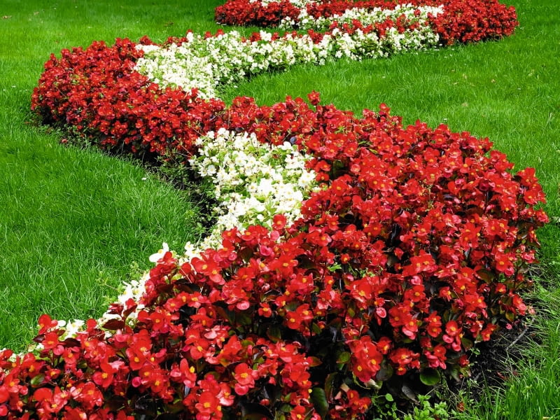 PELARGONIA RABATOWA występuje w wielu odmianach: różowych, czerwonych oraz białych. PELARGONIA RABATOWA występuje w wielu odmianach: różowych, czerwonych oraz białych.