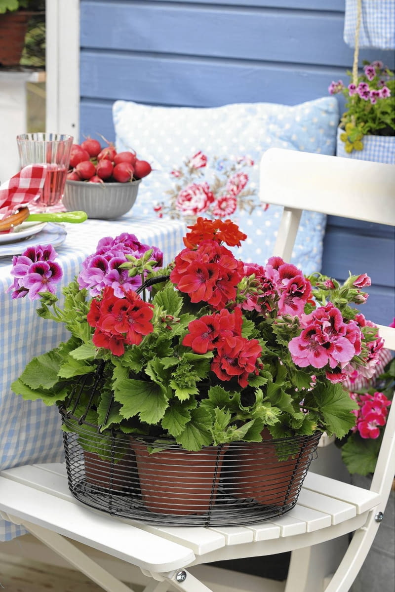 Pelargonie wielkokwiatowe Englische Geranien im Korb (Pelargonien) SLOWA KLUCZOWE: Balkon Balkonblume Balkonblumen b uerlich Blume Brotzeit Dekoration Gartenparty Geranie Geranien herzhaft Land L nderbalkon Landhausstil Landleben l ndlich Niemand Pelargonium rot Sommer Sommerbalkon Sommerblume Sommerblumen Sommerfest Sommerfeste Sommerparty Sommerpartys Sommertisch Sommertische sonnig Stuhl St´hle s´ddeutsch S´ddeutschland S´den S´dlage Topfblume Topfblumen z´nftig Hochformat