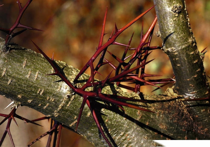GLEDICZJA TROJCIERNIOWA GLEDITSIA TRIACANTHOS - DRZEWO LISCIASTE FOT. WIESLAW GAWRYS PUBLIKACJA KWIETNIK NR 1 (193) - 1 2011 SLOWA KLUCZOWE: DRZEWO ZDJ?CIE DO WK?ADKI: PUBLIKACJA KWIETNIK NR 1 (193) - CZASOPISMA