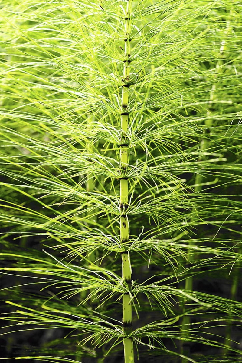 Skrzypy tworzą dwojakiego rodzaju pędy - na zdjęciu pędy letnie