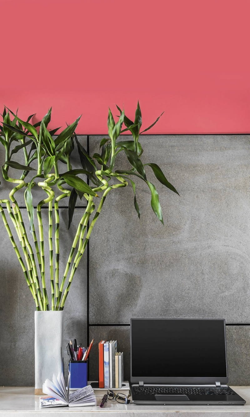 NAWILŻACZ DRACENĘ SANDERA (zwaną też Lucky Bamboo) można uprawiać w naczyniu z wodą, która parując, nawilża powietrze. NAWILŻACZ DRACENĘ SANDERA (zwaną też Lucky Bamboo) można uprawiać w naczyniu z wodą, która parując, nawilża powietrze.
