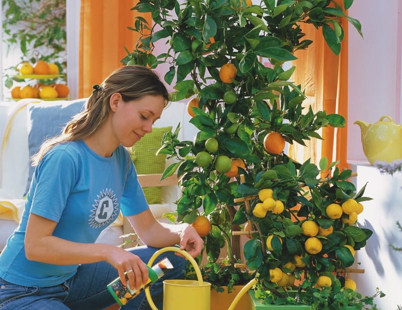 `Frau dngt Citrus sinensis ( Orange ) und Citrus mitis( Calamondinorange ) mit Flssigdnger `Frau dngt Citrus sinensis ( Orange ) und Citrus mitis( Calamondinorange ) mit Flssigdnger