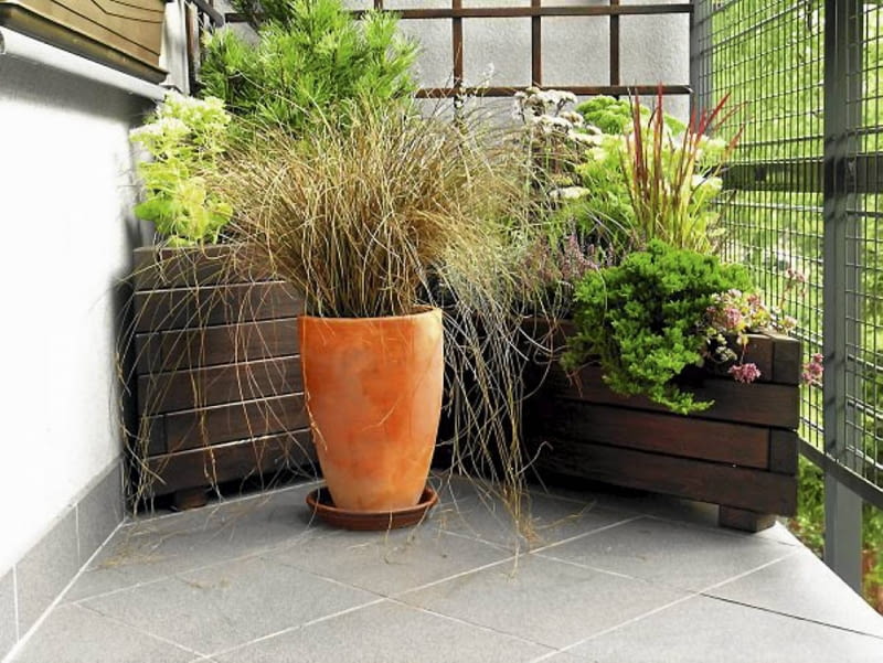 Trawy ozdobne. Oryginalny i łatwy w pielęgnacji zestaw na każdy słoneczny balkon: piękne trawy - w donicy turzyca, a w skrzynce imperata oraz iglaki, rozchodniki i wrzosy Trawy ozdobne. Oryginalny i łatwy w pielęgnacji zestaw na każdy słoneczny balkon: piękne trawy - w donicy turzyca, a w skrzynce imperata oraz iglaki, rozchodniki i wrzosy