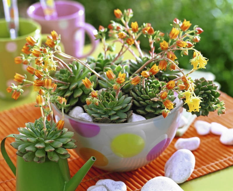 Eszeweria kwitnie latem, tworząc pomarańczowe dzwoneczki. Na zdjęciu: mieszaniec 'Ben Badis'. Echeveria in gepunkteter Glasschale und Metallgie?k nnchen, wei?e Kieselsteine SLOWA KLUCZOWE: 000 Balkon Echeveria GAP Portr t Schale Sommer Sukkulente Tisch Topf drau?en orange Farbe quer