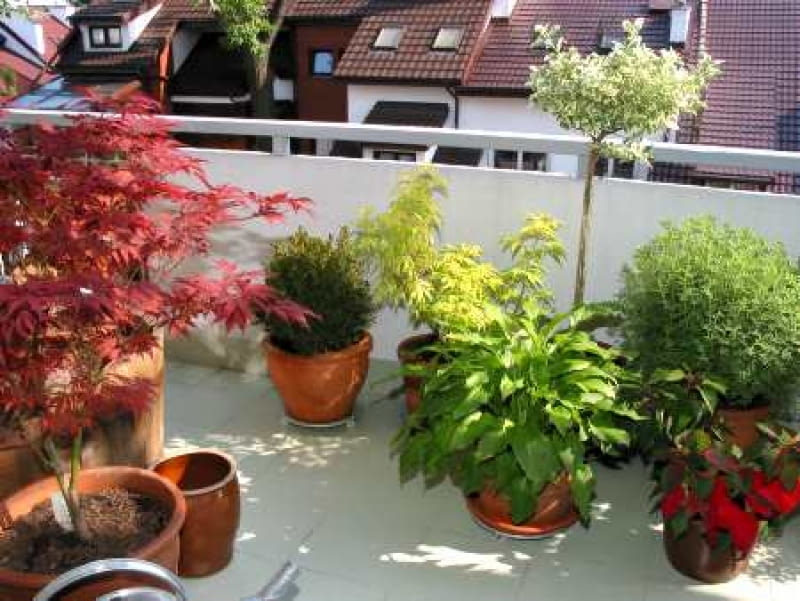 Zimą na balkonie najładniej wyglądają iglaki i zimozielone krzewy liściaste, a także byliny, które nie tracą liści. Puste miejsca w skrzynkach warto uzupełnić gałązkami jedliny lub krzewów o dekoracyjnych owocach, takich jak irga bądź ostrokrzew. 15.05.2002 WARSZAWA - WNETRZA - KWIATY NA BALKONIE