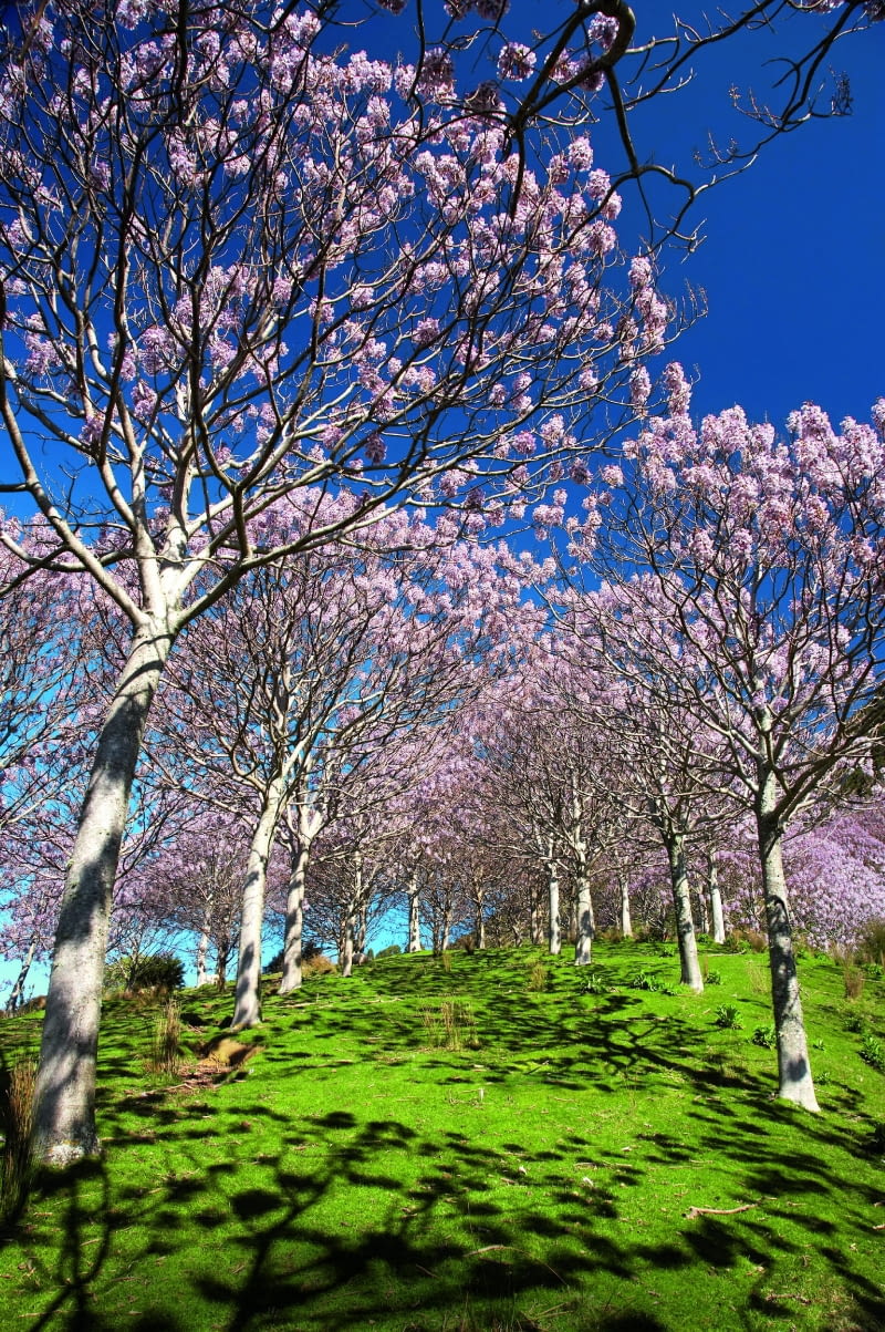 W chinach malownicze śródpolne pasy z paulowni chronią miliony hektarów uprawnej ziemi przed erozją. jB609MK Paulownia Plantation in Spring Flower near Takaka Golden Bay Nelson Region South Island New Zealand