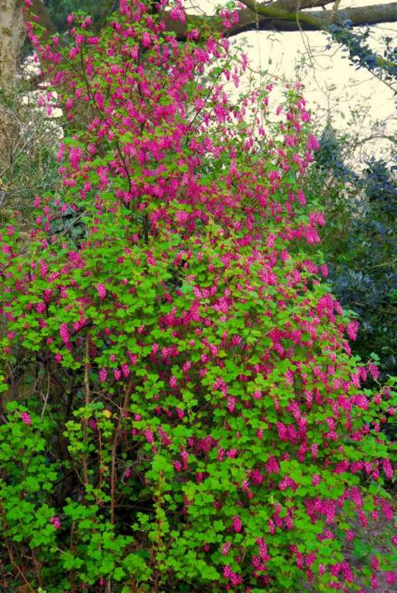 Porzeczka krwista (Ribes sanquineum) to dekoracyjny krzew o wysokości do 1,5 m. Liczne grona jego szkarłatnych kwiatów (do 8 cm dł.) pojawiają się już w kwietniu (odm. 'Brocklebanki' ma różowe kwiaty i żółtozielone liście). Nieliczne czarne owoce nie są smaczne. Porzeczka ta jest wrażliwa na mróz, należy więc ją sadzić w zacisznych miejscach