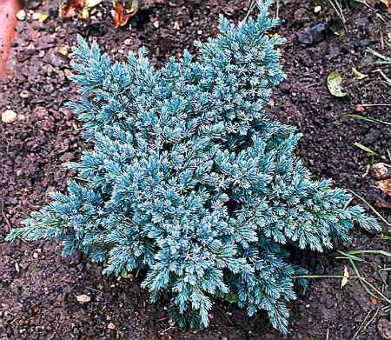 Jałowiec łuskowaty 'Blue Star' (<i>Juniperus squamata</i>) JALOWIEC LUSKOWATY JUNIPERUS SQUAMATA BLUE STAR IGLAKI KRZEW IGLASTY FOT PAWEL SLOMCZYNSKI SLAJD MALY PUBLIKACJA OGRODY NR 2 (46) - 2.2003