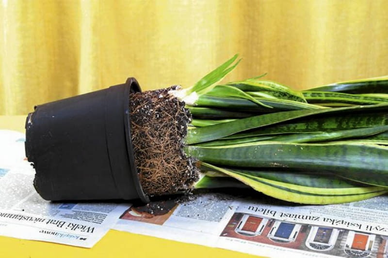 Przesadzanie kwiatów doniczkowych. Krok 1. Roślinę wyjmujemy ze starej doniczki. Jeżeli jej korzenie są zbite i splątane - rozluźniamy je nieco. Martwe fragmenty odcinamy. Przesadzanie kwiatów doniczkowych.