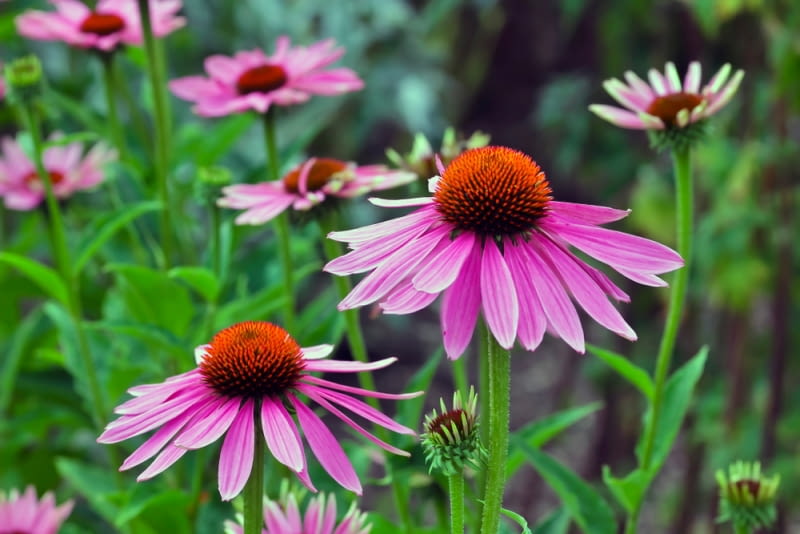Rudbekie Rudbekie
