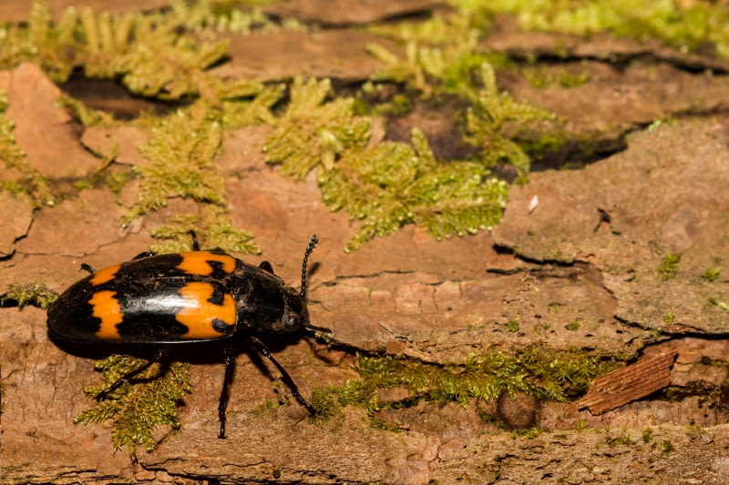 Grabarz żółtoczarny (Nicrophorus vespilloides)