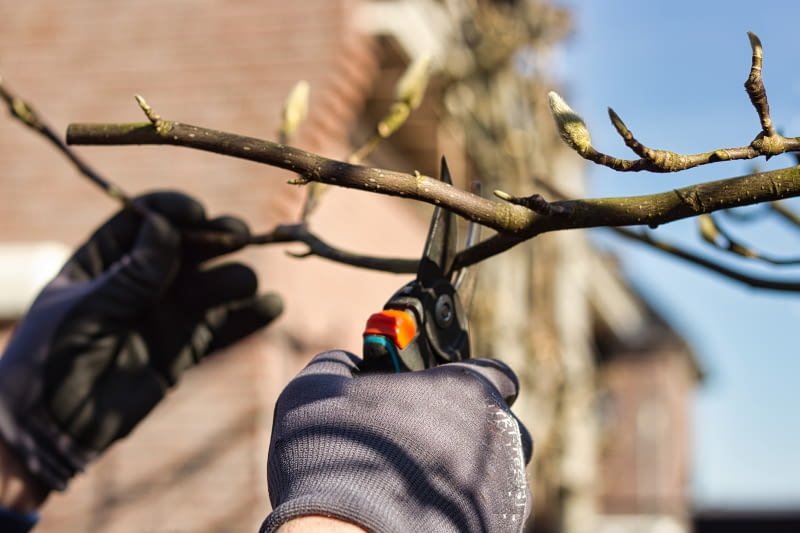 Przycinanie magnolii Przycinanie magnolii