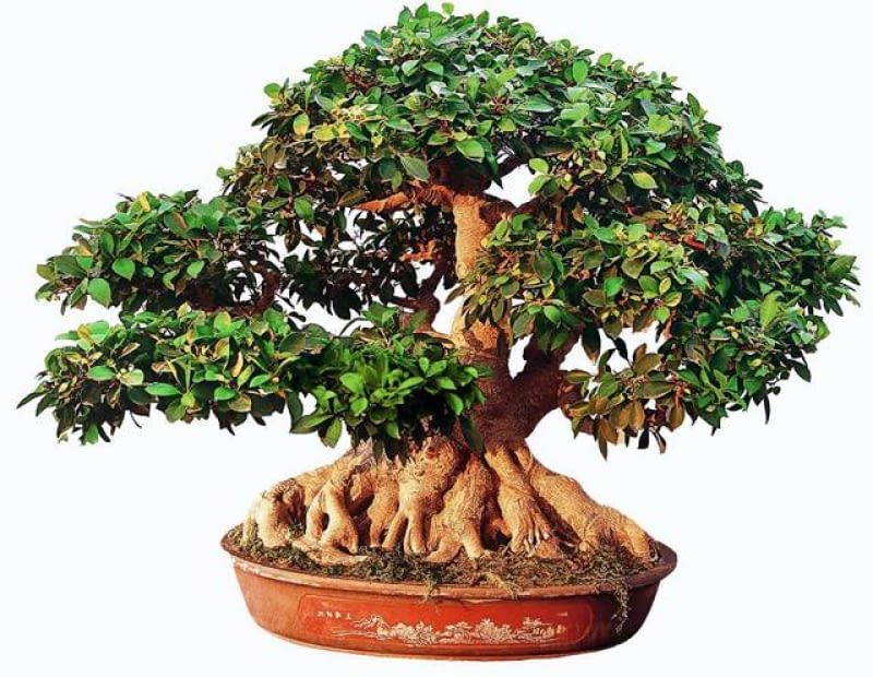 Fikus tępy BONSAI FIKUS TEPY FICUS RETUSA STYL MAYOGI WIEK OK 80 LAT